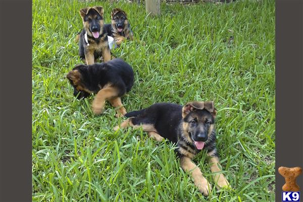 flGermanShepherd Picture 3